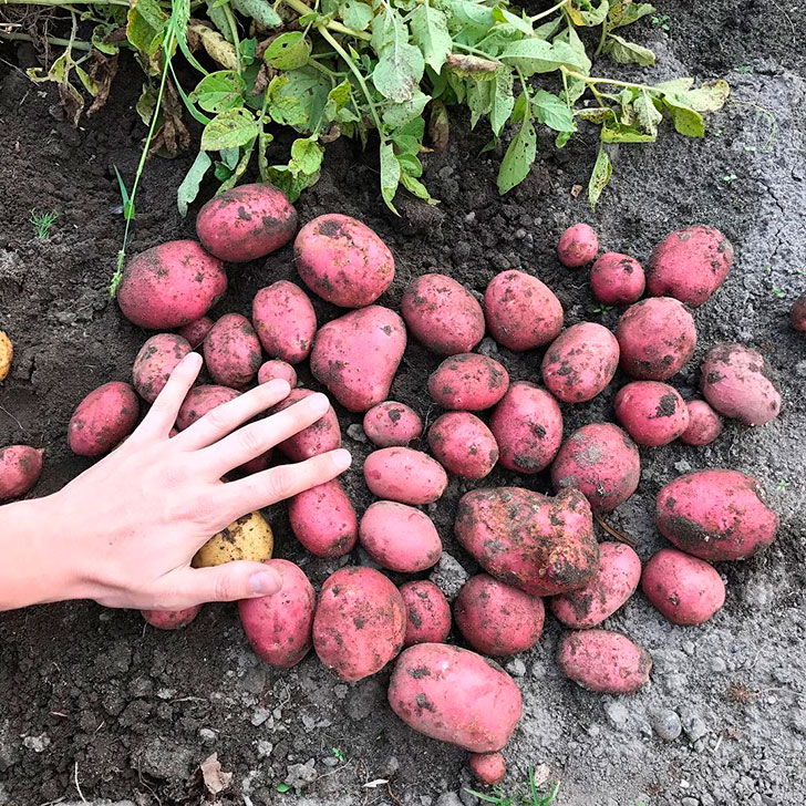 Крупный картофель Армавир
