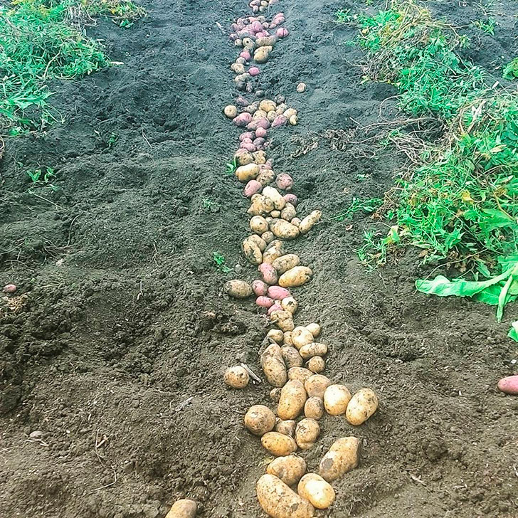 Крупный картофель Кирьят-Гат