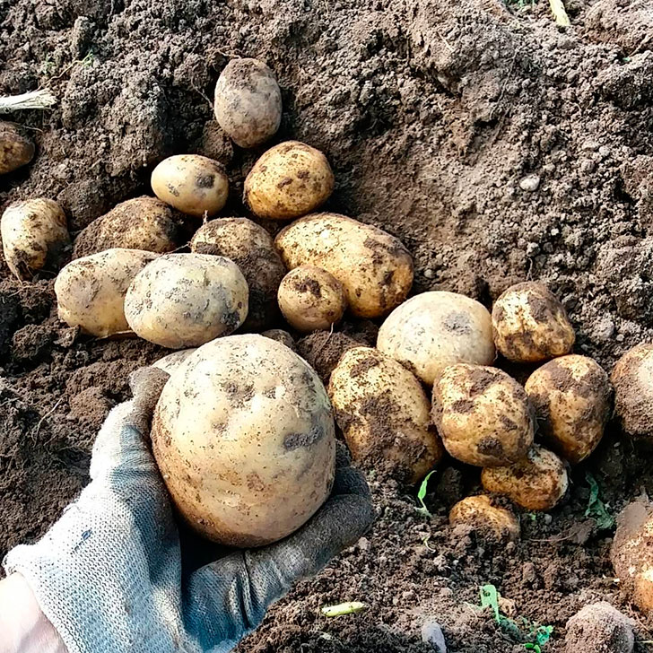 Крупный картофель Рамла