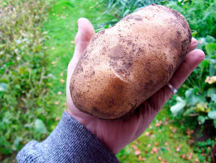 Крупный картофель Гардабани