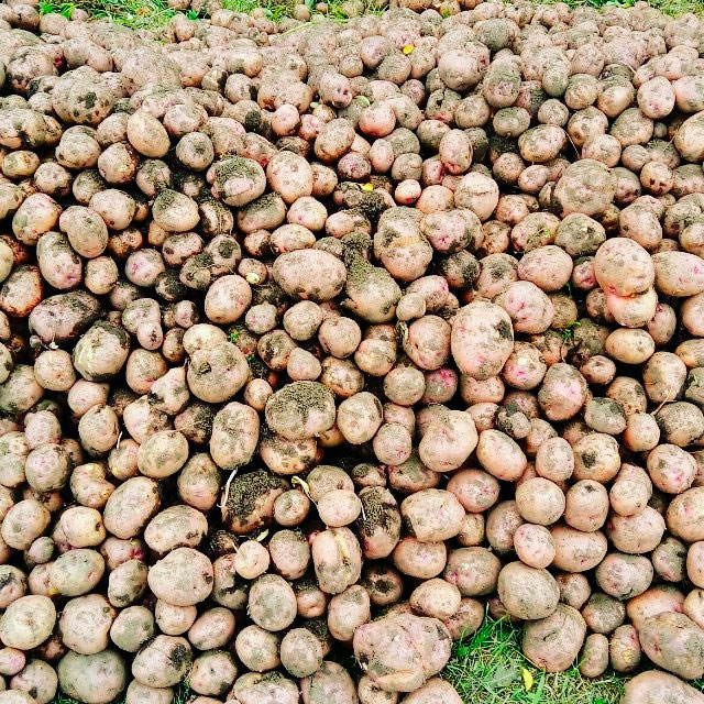Крупный картофель Дилижан