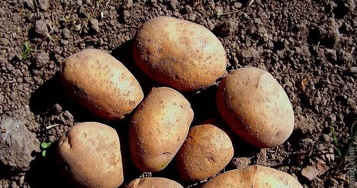 Крупный картофель Ереван
