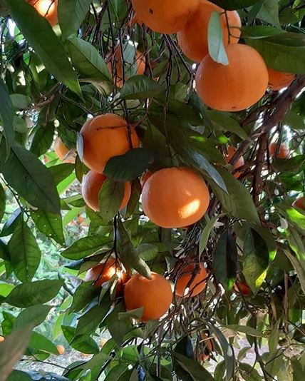 Апельсины оптом Филлинген-Швеннинген